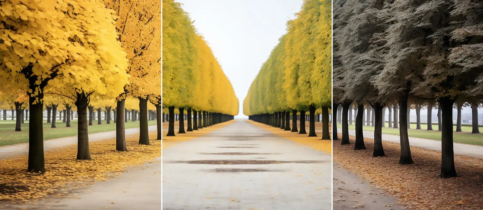 Image Perspective Correction Services in the UK